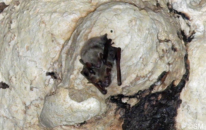 Myotis oxygnathus : Petit murin = Myotis blythii