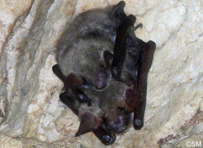 Myotis oxygnathus : Petit murin = Myotis blythii