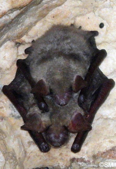 Myotis oxygnathus : Petit murin = Myotis blythii