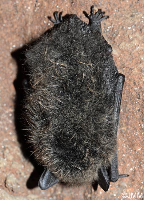Myotis brandtii