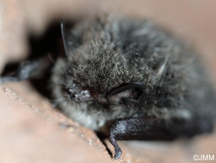 Myotis brandtii