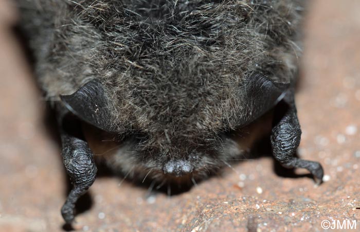 Myotis brandtii