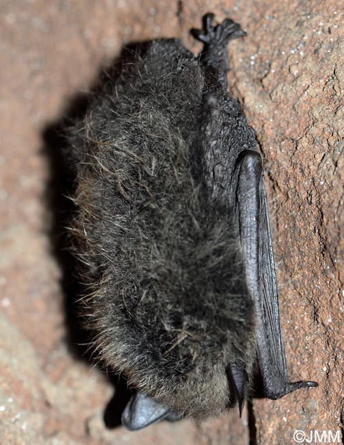 Myotis brandtii
