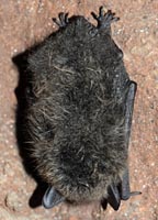 Myotis brandtii
