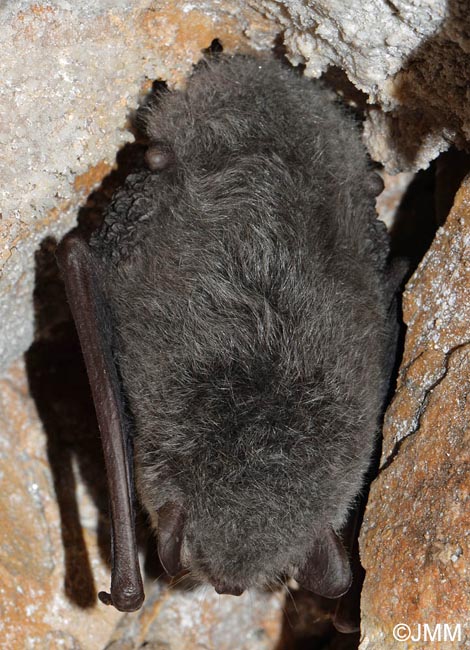 Myotis daubentonii