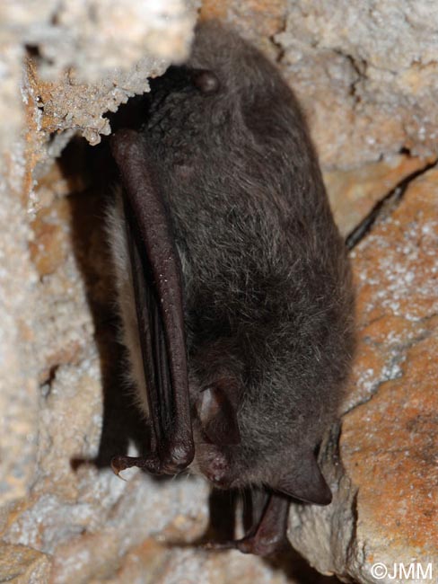 Myotis daubentonii