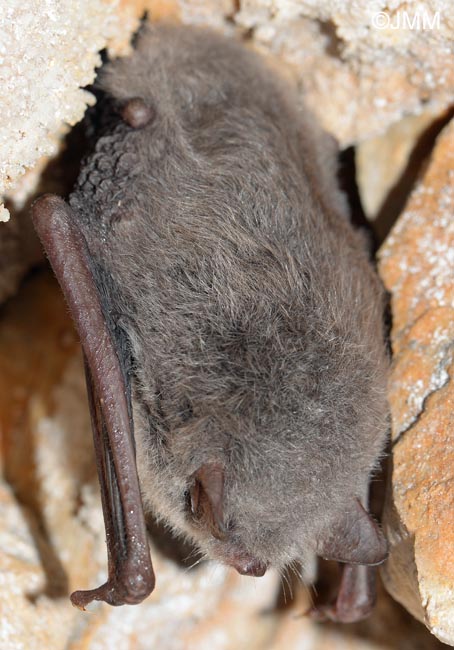 Myotis daubentonii