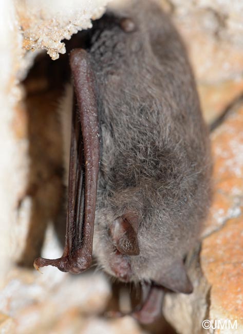 Myotis daubentonii