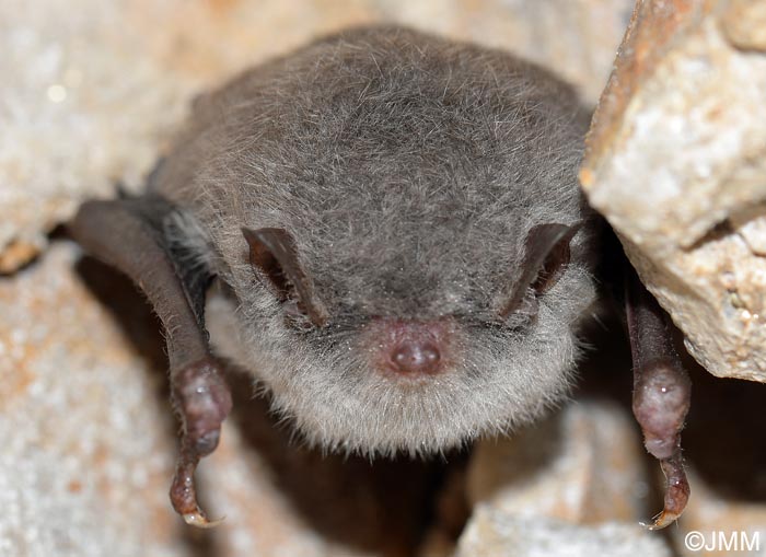 Myotis daubentonii