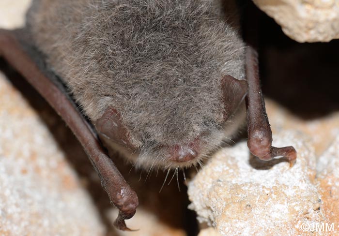 Myotis daubentonii