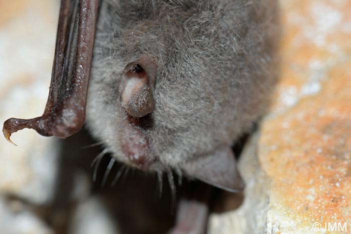 Myotis daubentonii