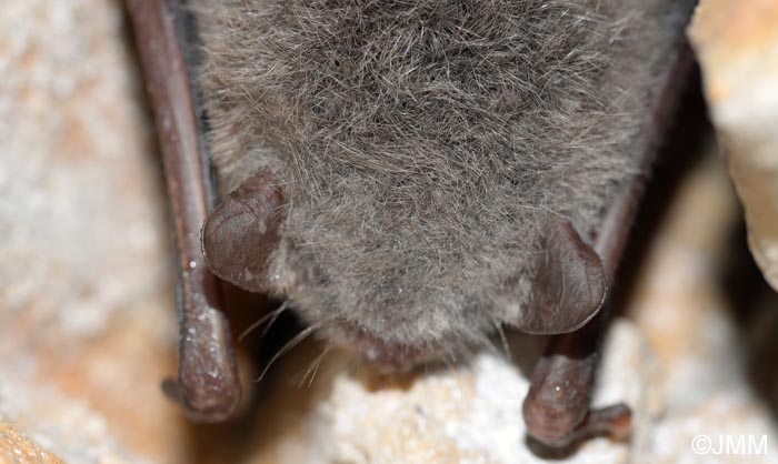 Myotis daubentonii