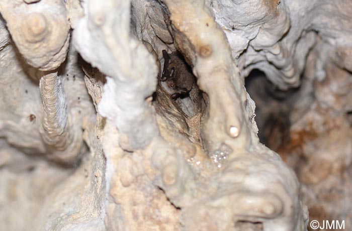 Myotis daubentonii