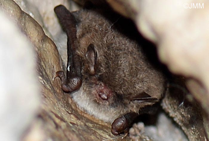 Myotis daubentonii