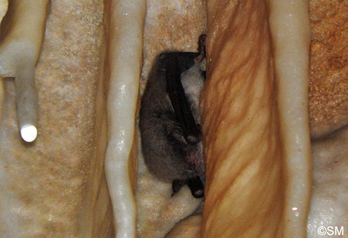 Myotis daubentonii