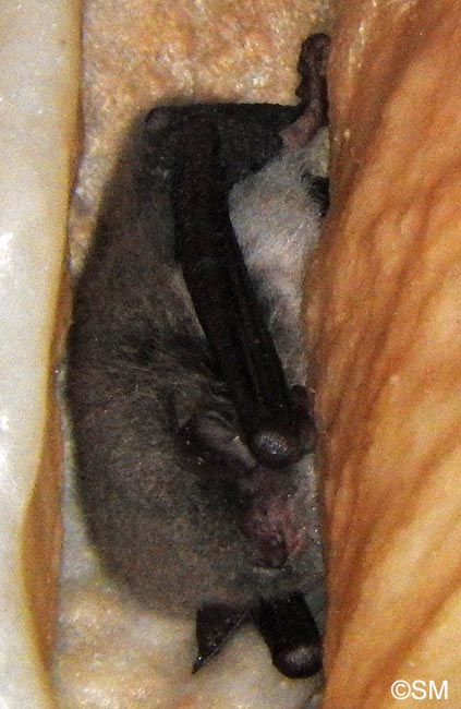 Myotis daubentonii