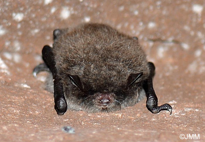 Myotis daubentonii
