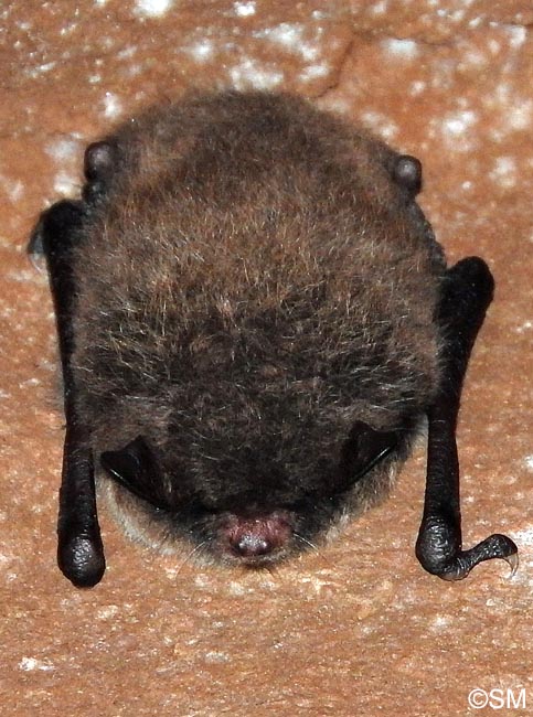 Myotis daubentonii