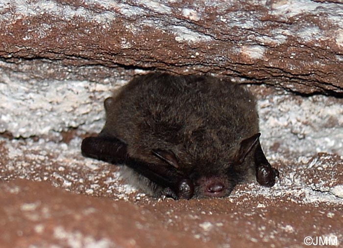 Myotis daubentonii