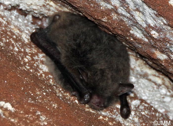 Myotis daubentonii