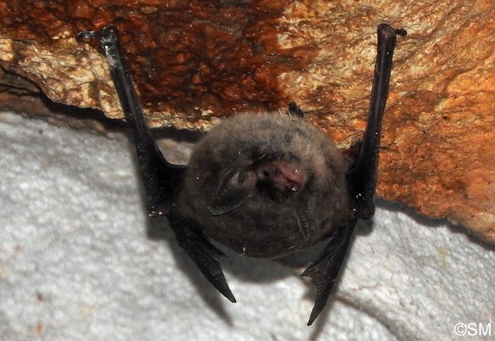 Myotis daubentonii