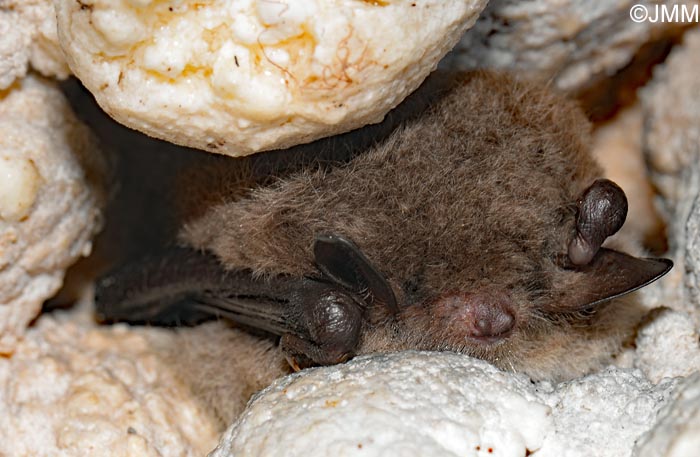 Myotis daubentonii