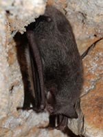Myotis daubentonii