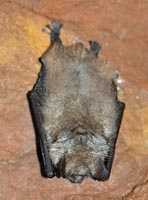 Myotis emarginatus