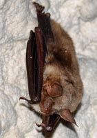 Myotis myotis