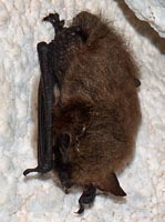 Myotis mystacinus