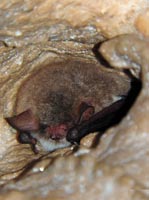 Myotis nattereri