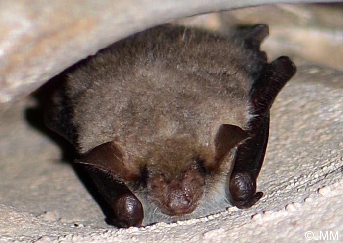 Myotis oxygnathus = Myotis blythii