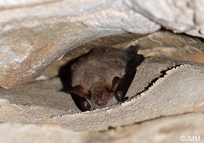 Myotis oxygnathus = Myotis blythii