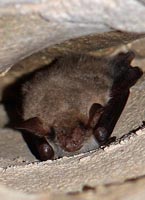 Myotis oxygnathus
