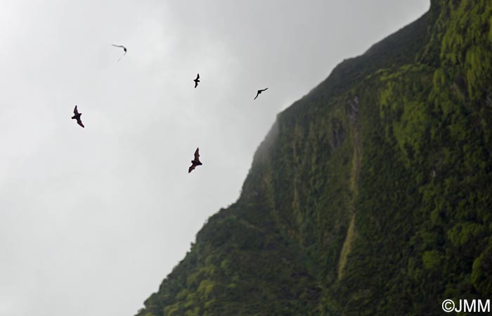 Nyctalus azoreum