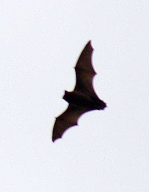 Nyctalus azoreum