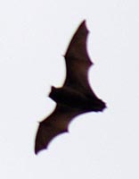 Nyctalus azoreum