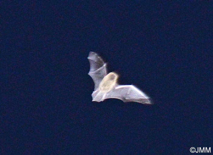 Pipistrellus pipistrellus