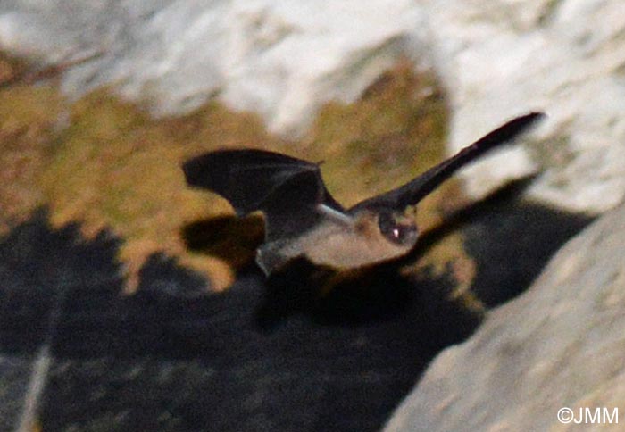Pipistrellus pipistrellus