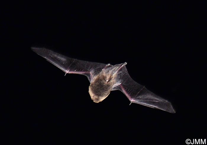 Pipistrellus pipistrellus