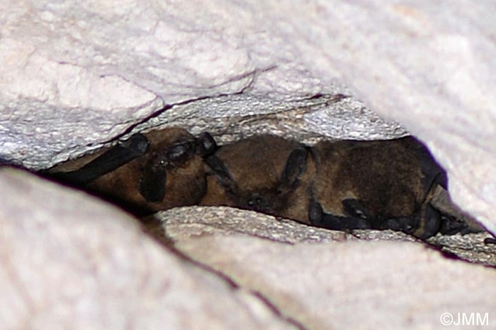 Pipistrellus pipistrellus