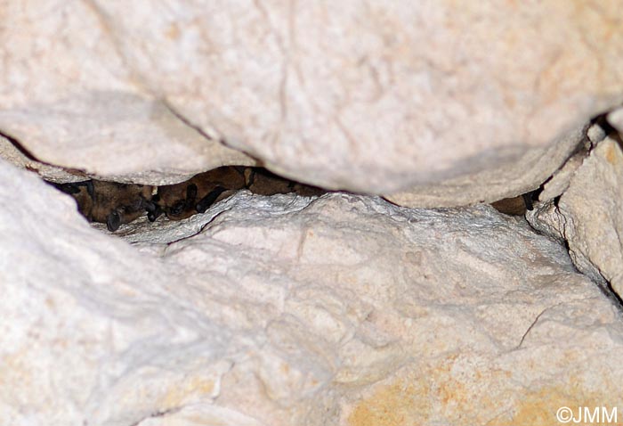 Pipistrellus pipistrellus