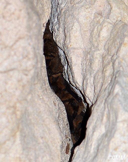 Pipistrellus pipistrellus
