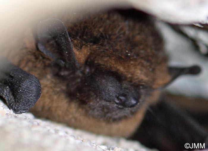 Pipistrellus pipistrellus