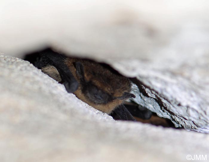 Pipistrellus pipistrellus