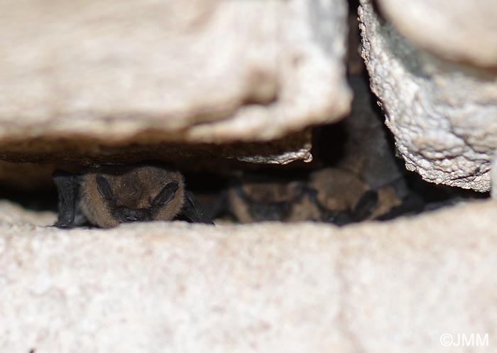 Pipistrellus pipistrellus