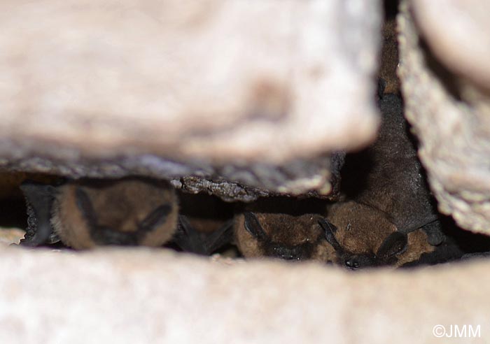 Pipistrellus pipistrellus