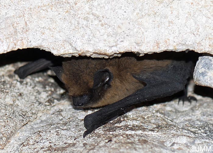 Pipistrellus pipistrellus