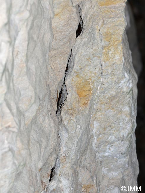 Pipistrellus pipistrellus