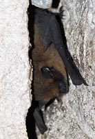 Pipistrellus pipistrellus